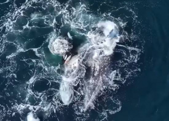 30 orka ilə iki balinanın ölümcül döyüşü - Video
 