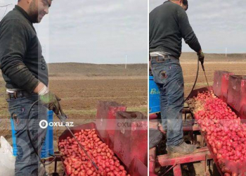 Toxumluq kartofu qırmızı rəngə boyayan fermer: “Dərmanın effektini görmürük” - Video
