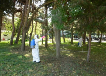 Bakıda şam ağaclarının müalicəsi üçün İsraildən mütəxəssis dəvət edildi