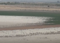 Hacıqabul gölünün suyu quruyub - Video